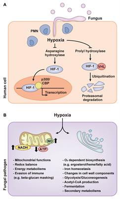 Hypoxia: A Double-Edged Sword During Fungal Pathogenesis?